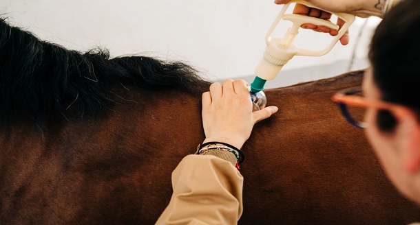 How to Become the Equine Physiotherapist